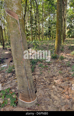 Il lattice che viene raccolto dalla struttura in gomma nella foresta Foto Stock