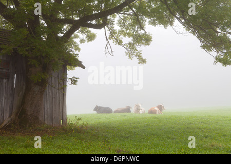 Bovini nella nebbia, vicino a Fussen, Baviera, Germania, Europa Foto Stock