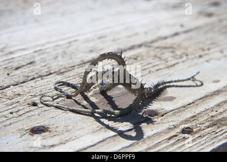 Stella di mare o starfis in mare Foto Stock