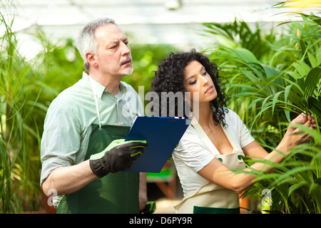Lavoratori esaminando le piante in serra Foto Stock