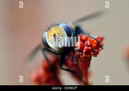 Macro closeup di una mosca arroccato su di un impianto. Foto Stock