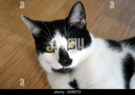 Bianco e nero gatto sul pavimento in laminato Foto Stock
