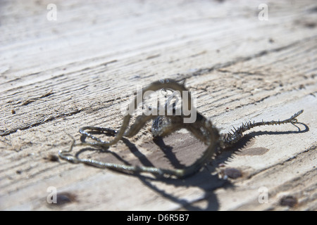 Stella di mare o starfis in mare Foto Stock