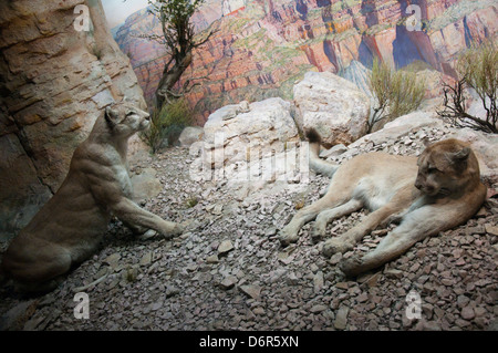 Cougars nella famiglia Bernard Hall of American mammiferi, il Museo Americano di Storia Naturale a New York STATI UNITI D'AMERICA Foto Stock