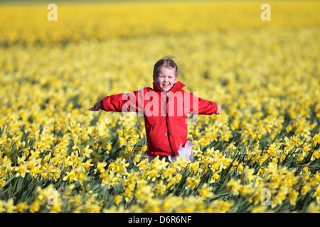 DAISY SPEARS,4, in un campo di narcisi in una fattoria vicino a SPALDING, LINCS,Giovedì 18 Aprile 2013,prima che essi sono lasciati a marcire Foto Stock