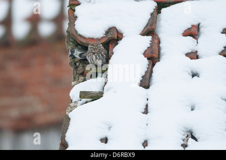 Civetta Athene noctua, coppia di adulti sul tetto della coperta di neve fienile abbandonati, Norfolk, Inghilterra, Gennaio Foto Stock