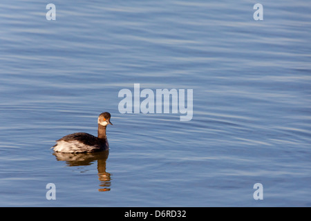 Nero-colli o svasso Eared Grebe - Podiceps nigricollis -, il Parco Naturale di Aiguamolls de l'Empordà, Girona, Spagna Foto Stock