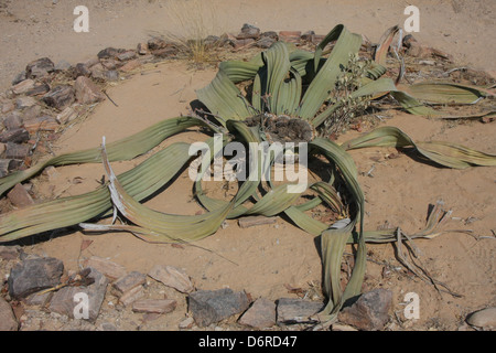 Welwitschia antico impianto (Welwitcshia mirabilis), Namib-Naukluf deserto, Namibia, Sud Africa Foto Stock