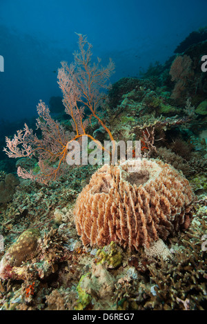 Canna spugna, un ventilatore di mare e altri coralli e spugne su un tropical Coral reef in Bali, Indonesia. Foto Stock