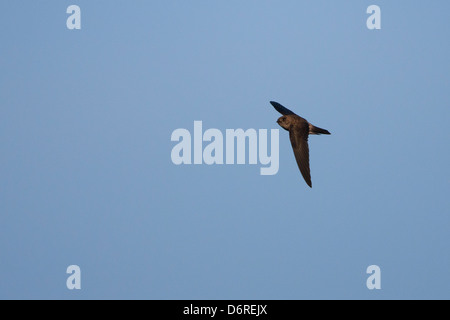 Grotta (Swiftlet Collocalia linchi linchi), grotta gruppo, in volo a Bali, in Indonesia Foto Stock