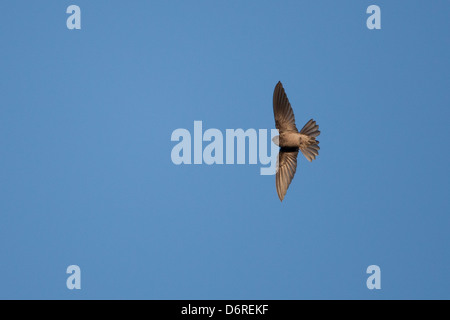 Grotta (Swiftlet Collocalia linchi linchi), grotta gruppo, in volo a Bali, in Indonesia Foto Stock