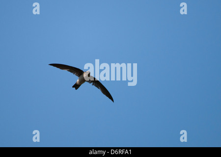 Grotta (Swiftlet Collocalia linchi linchi), grotta gruppo, in volo a Bali, in Indonesia Foto Stock