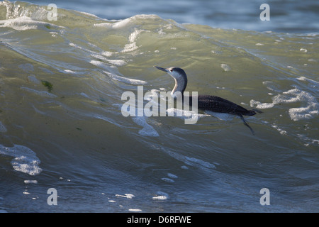 Rosso-throated Loon (Gavia stellata), adulto in livrea invernale la pesca nel surf Foto Stock