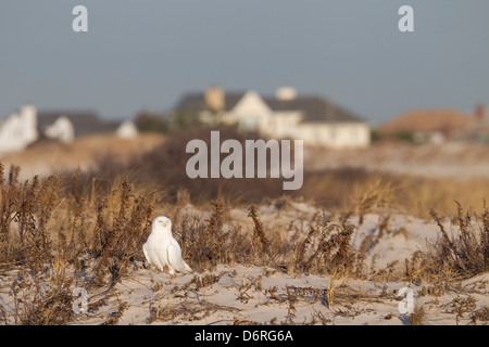 Civetta delle nevi (Bubo scandiacus), maschio adulto, caccia nelle dune di Jones Beach State Park a Long Island Foto Stock