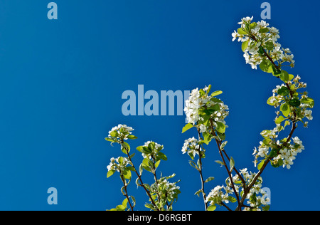 Pear Tree in fiore Foto Stock