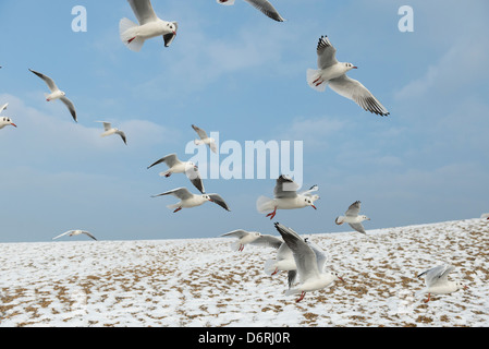 A testa nera gabbiani (Larus ridibundus) piccolo gruppo battenti lungo coperto di neve banca shingle, Norfolk, Inghilterra, Gennaio Foto Stock