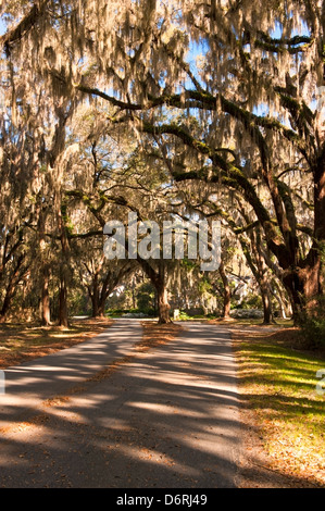 Muschio spagnolo (Tillandsia usneoides) appesi da alberi su una strada appartata sul Saint Simon's Island, Georgia Foto Stock