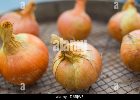 Cresciuto in casa maincrop cipolle, pronto per la cucina Foto Stock