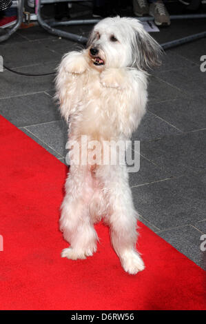 Londra, Regno Unito. Il 22 aprile, 2013. Pudsey UK Premiere "di tutte le stelle" presso la Vue West End di Londra. Credito: Keith mayhew/Alamy Live News Foto Stock