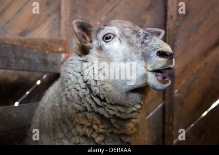 Pecora / ovini femmine con bocca aperta e singolare. Foto Stock