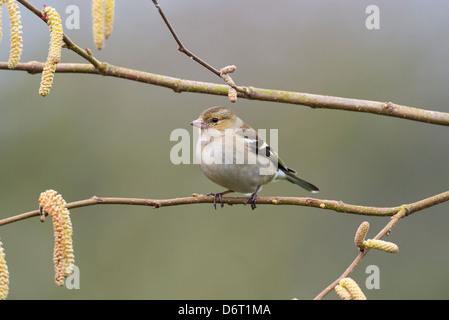 Fringuello, Fringilla coelebs, femmina appollaiato sul ramo di nocciolo. Foto Stock