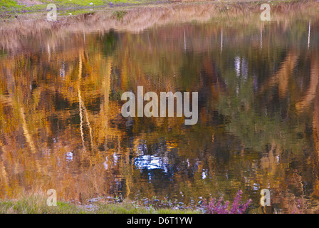 Riflessi d'acqua nella Eagans Creek Greenway, 300 ettari protetti sull'isola Amelia in Florida, Stati Uniti Foto Stock