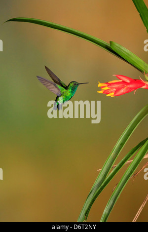 Western Emerald Hummingbird ( Chlorostilbon melanorhynchus ) in volo a bromeliad fiore da Mark J Thomas Foto Stock