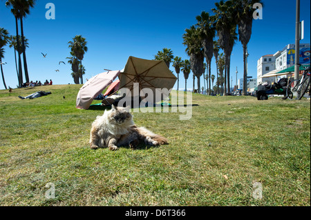 La spiaggia di Venezia, Santa Monica, California, 10 Aprile 2013: un gatto mangy siede tra i senza dimora. Foto Stock