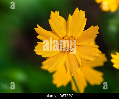 Vista dettagliata del giallo fiore Tickseed (coreopsis auriculata Nana) Foto Stock