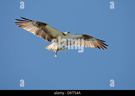 Osprey Pandion halieaetus Foto Stock