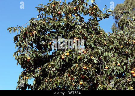 Data giapponese prugna/Kaki kaki Tree-Diospyros-famiglia Ebenaceae Foto Stock