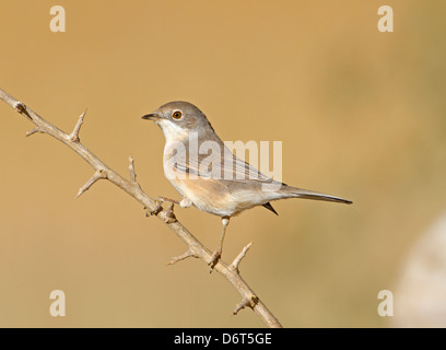 Western subalpini trillo - Sylvia cantillans Foto Stock