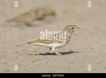 Short-toed Lark Calandrella brachydactyla Foto Stock