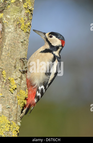 Picchio rosso maggiore Dendrocopus major Foto Stock