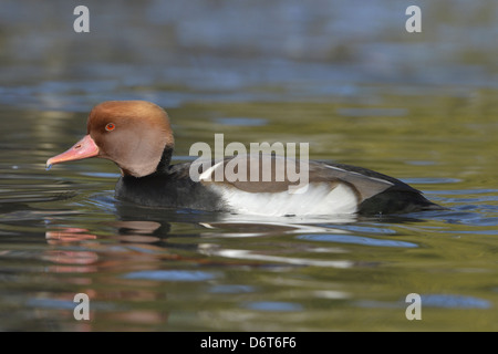 Rosso-crested Pochard Netta rufina Foto Stock