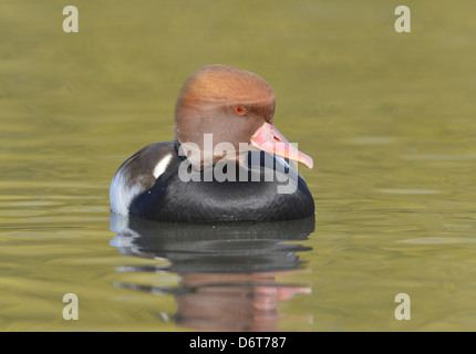 Rosso-crested Pochard Netta rufina Foto Stock