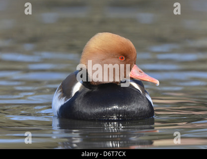 Rosso-crested Pochard Netta rufina Foto Stock