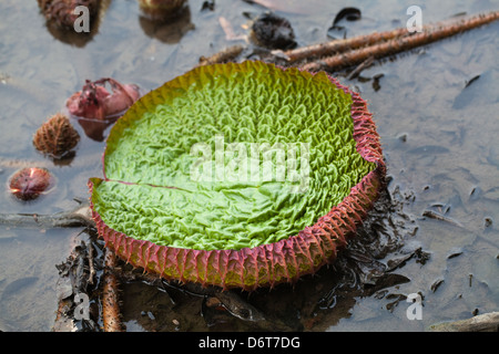 Ninfea gigante (Victoria amazonica). Nuovo, giovane foglia o pad dispiegarsi. Karanambu Ranch e prenotazione. Rupununi del nord. La Guyana. Foto Stock