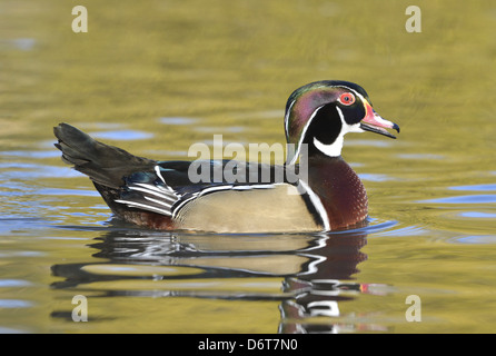 Anatra di legno Aix sponsa Foto Stock