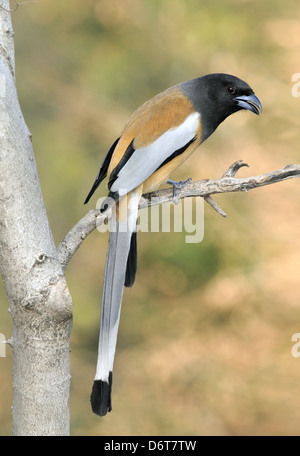 Rufous Treepie - Dendrocitta vagabunda Foto Stock