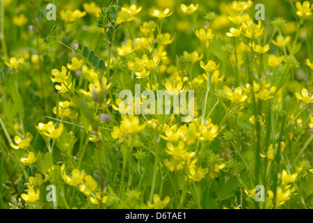 Piccolo giallo fiori selvatici Foto Stock