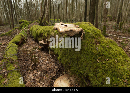Piptoperus betulinus eventualmente un fattore che contribuisce a indebolire la forza di betulla soffiata in venti alti rivestito di muschio Foto Stock