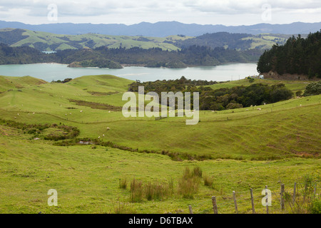 Vista da SH25 Coromandel, Nuova Zelanda Foto Stock