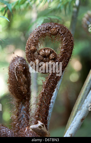 Fern frond in primavera,Nuova Zelanda Foto Stock