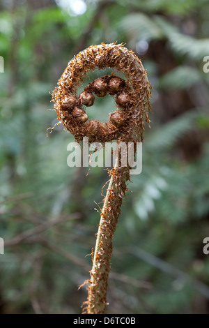 Fern frond in primavera,Nuova Zelanda Foto Stock