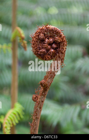 Fern frond in primavera,Nuova Zelanda Foto Stock