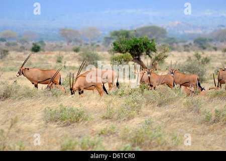 Allevamento di oryx nel parco nazionale orientale di Tsavo, Kenya, Africa orientale Foto Stock