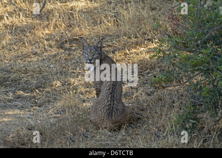 Lince iberica (Lynx pardinus) adulto, guardando sopra la spalla, seduta in ombra, Sierra Morena, Andalusia, Luglio Foto Stock