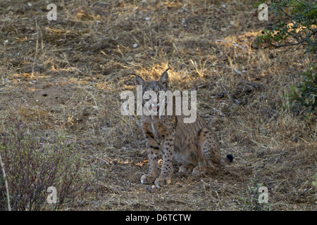 Lince iberica (Lynx pardinus) adulto, l'ombra, ansimando, Sierra Morena, Andalusia, Luglio Foto Stock