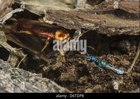 Emerald scarafaggio Wasp Ampulex compressa femmina adulta leader americane scarafaggio Periplaneta americana "zombie" dall'antenna Foto Stock